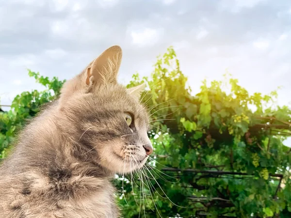 Mignon chat gris sur fond bleu ciel et en vert. Pet. Animaux . — Photo