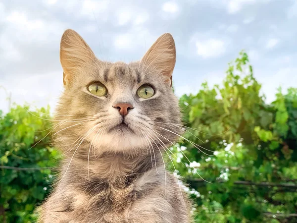 Симпатичная кошка на голубом фоне неба и в зеленом. Животное. Животное . — стоковое фото