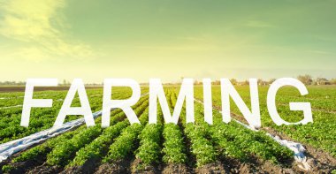 Bir Patates plantasyon alanının arka planda yazıt Tarım. Güzel manzara. Güzel tarım arazisi. Organik sebze yetiştirmek. Tarım. Çiftlik. Seçici odaklama