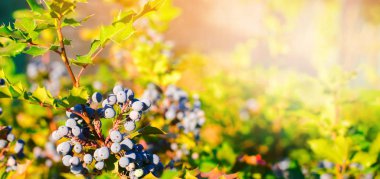 mavi çilek Mahonia aquifolium (Oregon-üzüm veya Oregon üzüm) ve çalı aile Berberidaceae çiçekli bitki türüdür, batı Kuzey Amerika yerli. doğal duvar kağıdı. Afiş