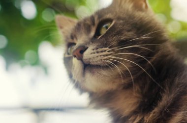 Yeşil bokeh arka planda meraklı ve sürpriz bir görünüm ile Gri yerli kedi. merak ve belirsizlik, olaydan heyecan. İlgi ve dikkat. Komik evcil hayvan namlusu. Buruna odaklanın