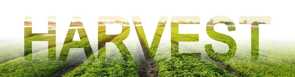 The word harvest on the background of a potato plantation. Yearly Holiday harvest in different cultures. harvesting, attracting labor migrants to work. High yield, protection against parasites — Stock Photo, Image