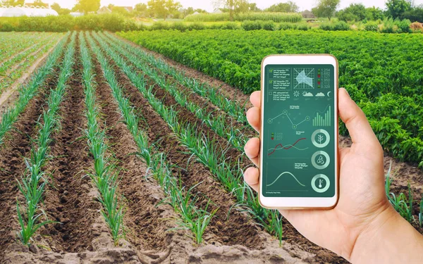 En hand håller en smartphone med Infographics på bakgrunden av området unga gröna purjolök plantager. innovativ teknik, dataanalys av växter status. Växande grönsaker, Agribusiness — Stockfoto