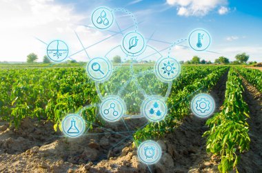 Taze yeşil yeşillik. Tarımda yenilikler ve gelişmeler. Bilimsel çalışma ve seçim, mahsul tahmini ve durum analizi. Modern çiftçilik. güneşli bir günde sebze alanı.