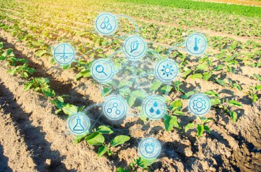 güneşli bir günde sebze alanı. Taze yeşil yeşillik. Tarımda yenilikler ve gelişmeler. Bilimsel çalışma ve seçim, mahsul tahmini ve durum analizi. Modern çiftçilik. Patlıcan