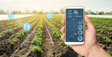 Farmer's, patates tarlaları olan bir tarlanın arka planında bir akıllı telefon tutuyor. Tarımsal başlangıç. Otomasyon ve mahsul kalitesi iyileştirme. Yüksek teknoloji, yenilik. Bilimsel araştırma.