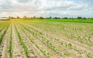 Biber sebze satırları tarlada yetişir. Çiftçilik, tarım. Tarım arazileri ile peyzaj. Çiftlikte organik biyo sebze yetiştirmek. Fide. Ukrayna, Kherson bölgesi. Seçici odaklama
