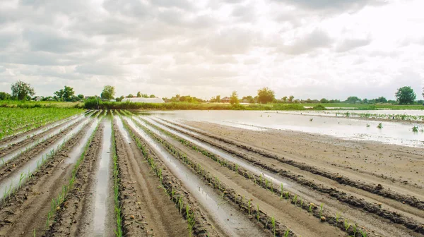 Πλημμυρισμένο χωράφι ως αποτέλεσμα έντονης βροχής. Πλημμυρίστε τη φάρμα. Κίνδυνοι φυσικών καταστροφών και απώλειας καλλιεργειών. Γεωργία και γεωργία. Ουκρανία, περιοχή Χερσών. Το πράσο φυτρώνει στο χωράφι. Επιλεκτική εστίαση — Φωτογραφία Αρχείου