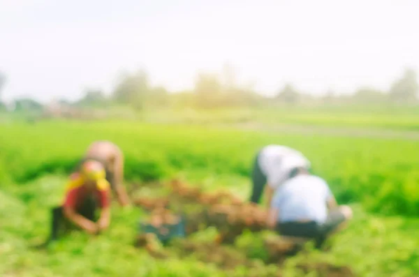 Blurred image of workers on the field. Harvesting carrot. Farming. Agro-industry in third world countries, labor migrants. Family farmers. Seasonal job. Agriculture. Blurred background