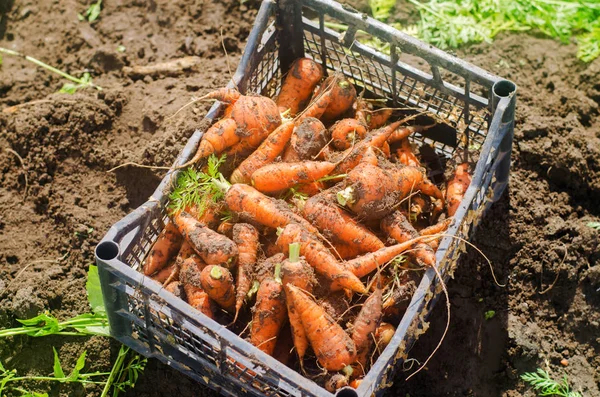 Harvesting carrot on the field. Growing organic vegetables. Freshly harvested carrots. Summer harvest. Agriculture. Farming. Agro-industry. Farm. Ukraine, Kherson region. Eco friendly products