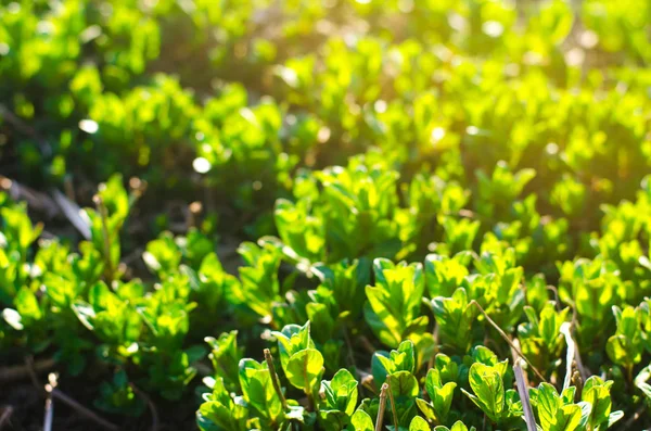 Folhas frescas de hortelã verde crescem no jardim. Papel de parede natural. Aromaterapia. Foco seletivo. — Fotografia de Stock