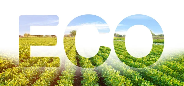 Palavra de inscrição Eco no fundo de arbustos verdes campo linhas de plantação de batata. Ambientalmente amigável, controle de qualidade, usar pesticidas seguros. Legumes orgânicos. Agricultura paisagística. colheita — Fotografia de Stock