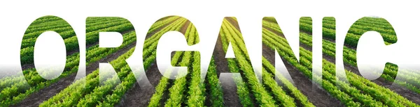 Inscription Organic on the background of plantation field rows of green carrots. growing without of harmful chemicals, pesticides, fertilizers and nitrates. Farming in ecologically clean areas — Stock Photo, Image