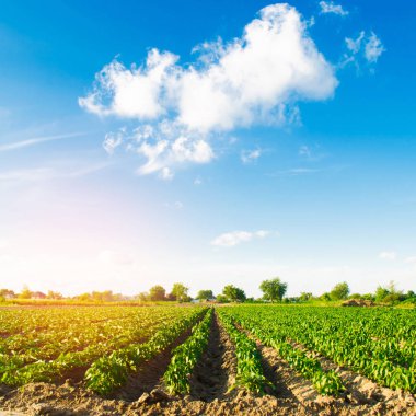 Tarlada sebze sıraları biber yetişiyor. Çiftçilik, tarım. Tarımsal arazi manzarası