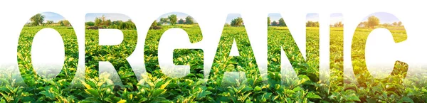 stock image Inscription Organic on the background of plantation field of eggplant bushes. growing without of harmful chemicals, pesticides, fertilizers and nitrates. Farming in ecologically clean areas