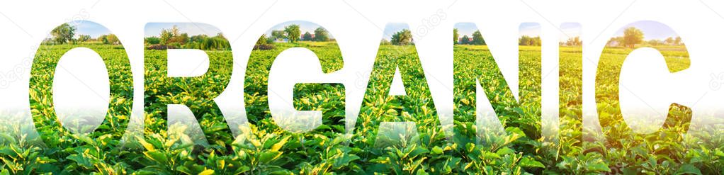 Inscription Organic on the background of plantation field of eggplant bushes. growing without of harmful chemicals, pesticides, fertilizers and nitrates. Farming in ecologically clean areas