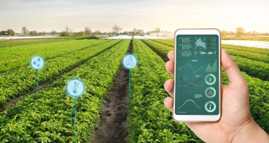 Farmer's, patates tarlaları olan bir tarlanın arka planında bir akıllı telefon tutuyor. Tarımsal başlangıç. Otomasyon ve mahsul kalitesi iyileştirme. Yüksek teknoloji, yenilik. Bilimsel araştırma.