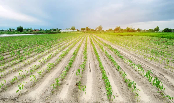 Las filas vegetales del pimiento joven crecen en el campo en el tiempo nublado. Cultivando verduras ogranicas. En el campo. Agricultura y agricultura. Región de Kherson, Ucrania. Enfoque selectivo —  Fotos de Stock