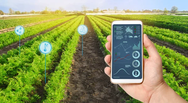 Farmer 's sostiene un smartphone sobre un fondo de un campo con plantaciones de zanahorias. Arrancamiento agrícola. Automatización y mejora de la calidad de los cultivos. Alta tecnología, innovación. Investigación científica . —  Fotos de Stock