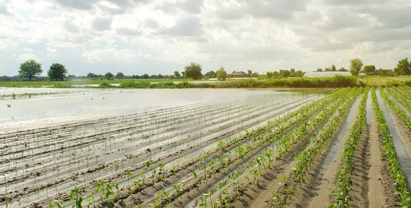 Terreni agricoli colpiti da inondazioni. Campo allagato. Le conseguenze della pioggia. Agricoltura e agricoltura. Disastri naturali e rischi di perdita delle colture. Ucraina regione di Kherson. Focus selettivo — Foto Stock