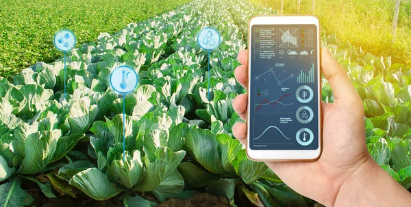 Farmer sostiene un teléfono inteligente sobre un fondo de un campo con plantaciones de repollo. Arrancamiento agrícola. Automatización y mejora de la calidad de los cultivos. Alta tecnología, innovación. Investigación científica . — Foto de Stock