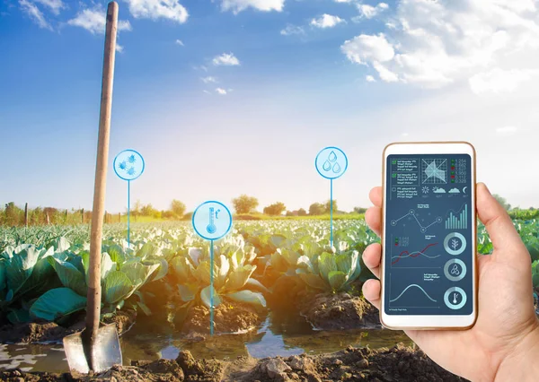 Rolnik trzyma smartfon na tle pola z plantacjami kapusty. Starcie rolnicze. Automatyzacja i poprawa jakości upraw. Wysoka technologia, innowacje. Nawadnianie, podlewanie — Zdjęcie stockowe