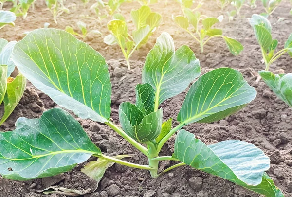 Büsche mit jungem Kohl auf einem Bauernhof an einem sonnigen Tag. Ackerland und Landwirtschaft. Anbau von Bio-Gemüse. umweltfreundliche Produkte. Agrobusiness. Ukraine, Cherson-Region. — Stockfoto