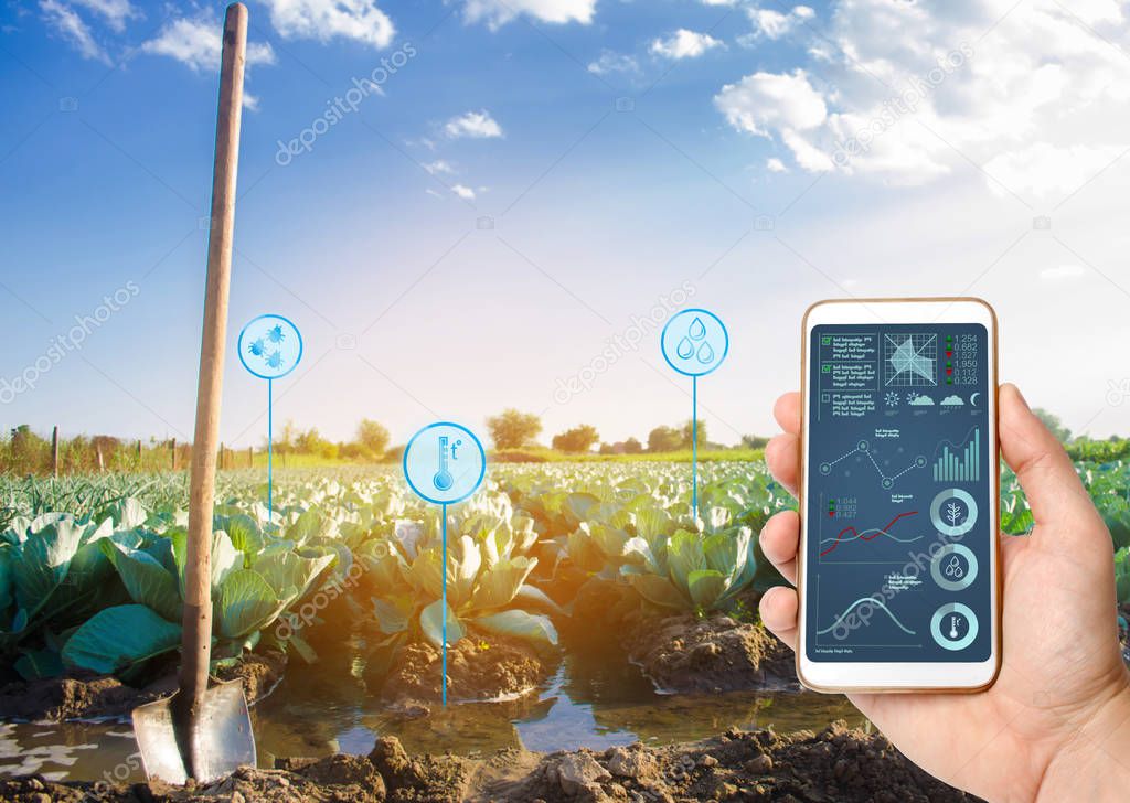 Farmer holds a smartphone on a background of a field with a cabbage plantations. Agricultural startup. Automation and crop quality improvement. High technology, innovation. Irrigation, watering