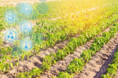 biber sebze sıraları alanında büyür. tarım, tarım, çevre dostu tarım ürünleri. Tarım arazileri ile peyzaj. Tarımda yenilikler. Yüksek teknoloji ve araştırma. Verir