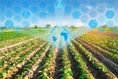 genç patlıcanlar tarlada yetişir. sebze sıraları. Tarım. tarım arazileri. Tarım arazileri ile peyzaj. Tarımda yenilikler. Yüksek teknoloji ve araştırma. Bitki verimlerini artırın