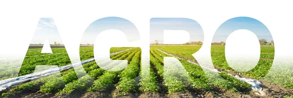 stock image The inscription Agro on the background of a potato plantation field. Agribusiness and agro-industry. Agriculture. The use of innovative technologies, equipment and fertilizers. Beautiful landscape