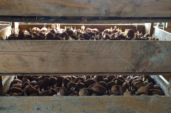 Germinating seed potatoes with roots in wooden boxes. Preparation of potatoes for sowing in the ground. Agro-industrial complex, agriculture. Traditional agriculture. Farming. Food stocks, harvest