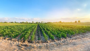 Biber tarlaları ile güzel bir tarım manzarası panoramik fotoğraf. Tarım ve tarım. Tarım. Tarım endüstrisi. Organik Sebze Yetiştiriciliği