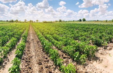 Güneşli bir günde çiftlikteki taze biber tarlaları. Organik sebze yetiştiriyor. Çevre dostu ürünler. Tarım arazisi ve tarım. Tarım işi. Ukrayna, Kherson bölgesi. Seçici odak