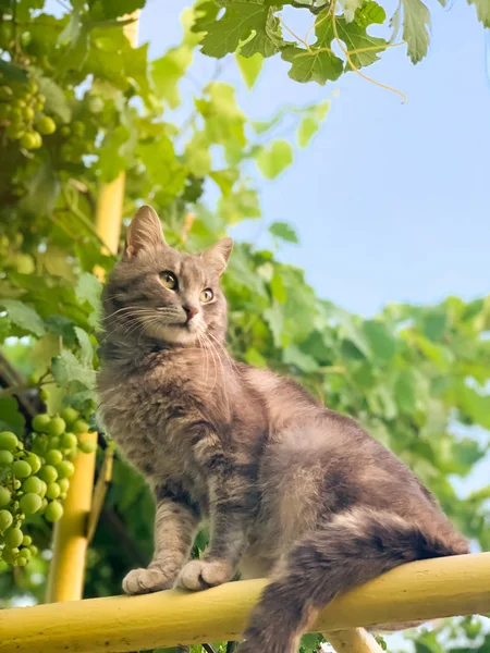 Симпатичная кошка на фоне голубого неба и зеленого. Животное. Животное. Мягкая селективная фокусировка — стоковое фото