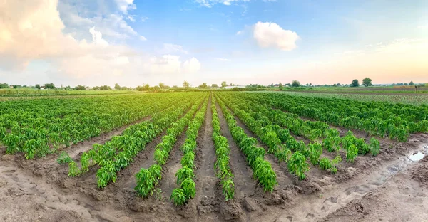 Panoramatická fotka krásného zemědělského pohledu s pepřovou plantáží. Zemědělství a zemědělství. Agropodnikání. Zemědělskoprůmyslové odvětví. Pěstování organické zeleniny — Stock fotografie