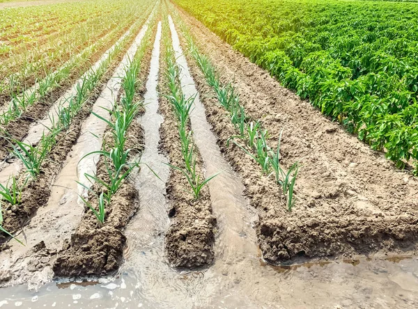 Riego de plantaciones de puerros en el campo. Riego natural tradicional. Productos ecológicos. Agricultura y tierras de cultivo. Cultivos. Cultivo de verduras ecológicas . —  Fotos de Stock