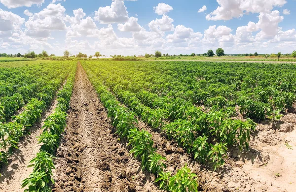 Güneşli bir günde çiftlikteki taze biber tarlaları. Organik sebze yetiştiriyor. Çevre dostu ürünler. Tarım arazisi ve tarım. Tarım işi. Ukrayna, Kherson bölgesi. Seçici odak
