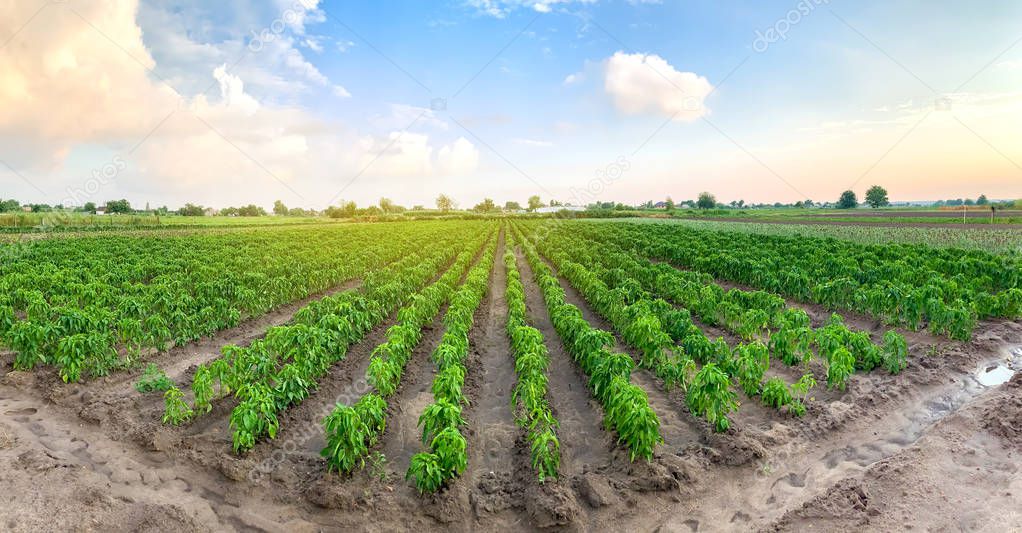 Panoramic photo of a beautiful agricultural view with pepper plantations. Agriculture and farming. Agribusiness. Agro industry. Growing Organic Vegetables