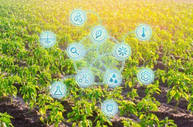 biber sebze satır alanında büyümek. Tarım, tarım, çevre dostu tarım ürünleri. Tarım arazisi ile manzara