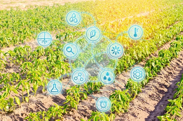 Vegetable rows of pepper grow in the field. farming, agriculture, eco-friendly agricultural products. Landscape with agricultural land — Stock Photo, Image