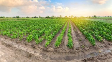 Panoramic photo of a beautiful agricultural view with pepper plantations. Agriculture and farming. Agribusiness. Agro industry. Growing Organic Vegetables clipart