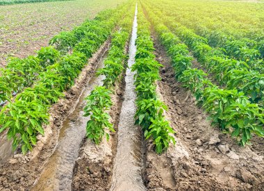 Tarladaki biber tarlalarının sulanması. Geleneksel doğal sulama. Çevre dostu ürünler. Tarım ve tarım arazileri. Bitkileri. Organik sebze yetiştiriciliği.