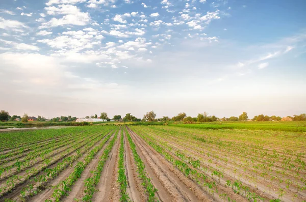 V terénu rostou řádky mladé papriky. Na farmě roste organická biozelenina. Zemědělství a zemědělství. Sazenice. Ukrajina, region Kherson. Ekologicky šetrné produkty. Selektivní zaměření — Stock fotografie