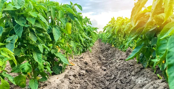 Plantáž mladé papriky na farmě za slunečného dne. Zemědělská půda a zemědělství. Pěstování organické zeleniny. Ekologicky šetrné produkty. Agrobyznys. Ukrajina, region Kherson. — Stock fotografie