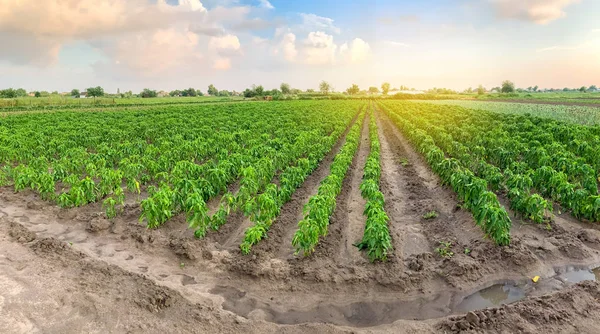 Panoramische foto van een prachtig agrarisch uitzicht met peper plantages. Landbouw en veeteelt. Agribusiness. Agro-industrie. Kweken van biologische groenten — Stockfoto
