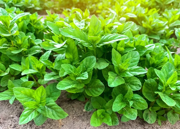 Hojas frescas de menta verde joven crecen en el jardín. Papel pintado natural. Aromaterapia . — Foto de Stock