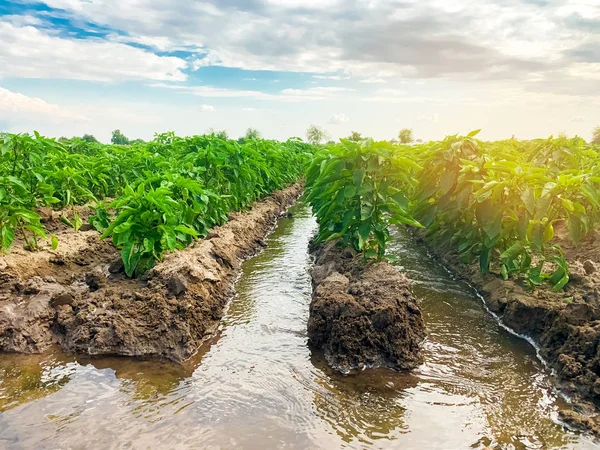 Irrigation of pepper plantations in the field. Traditional natural watering. Eco-friendly products. Agriculture and farmland. Crops. Growing organic vegetables. — Stock Photo, Image