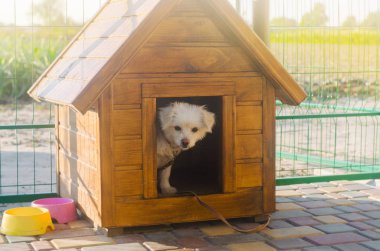 Güneşli bir günde güzel beyaz bir köpek kulübede. Bir hayvan için ev. Seçici odak