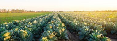 Gün batımında lahana tarlaları. Organik sebze yetiştiriyor. Çevre dostu ürünler. Tarım ve tarım. Çiftlik ekimi. Seçici odak